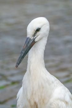 stork sitting on a copula near his nest in the Alsace region in France