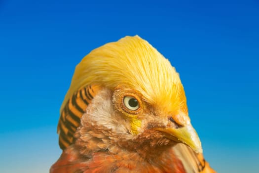head of colorful Chrysolophus pictus - en: Golden Pheasant