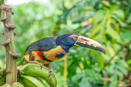colorful Toucan sitting on a banana tree in the jungle