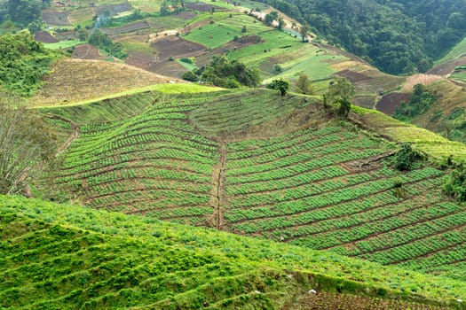 scenic Coffee plantations in the province of Chiriqui in Panama