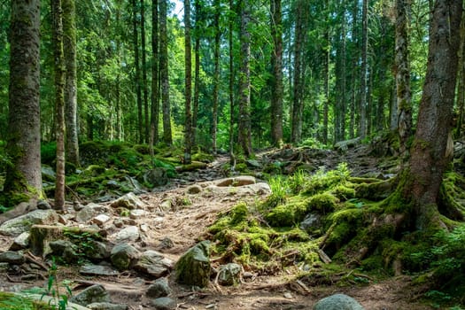 scenic forest in the Vosges region in France on the way to Hoheneck mountain in the old forest