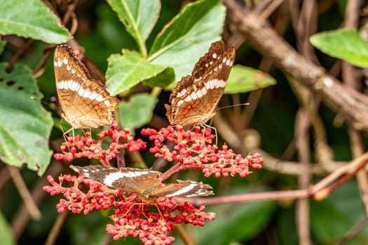 three admiral butterflies at a blooming bud having a meal in the jungle