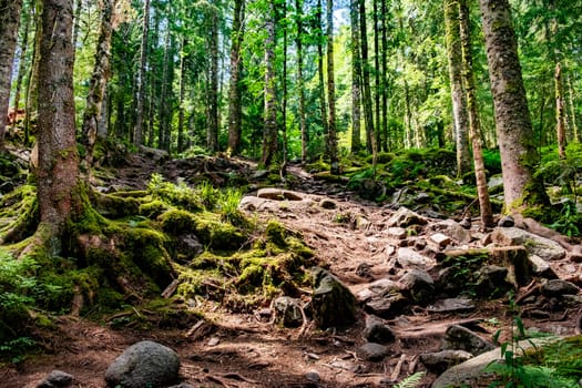 scenic forest in the Vosges region in France on the way to Hoheneck mountain in the old forest