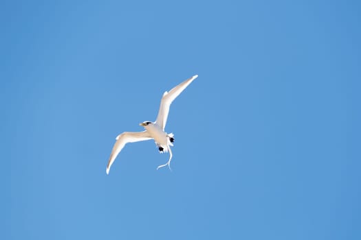 white tailed tropic bird - Phaethon lepturus dorotheae - flying in blue sky at island Fernando de Noronha in Brazil