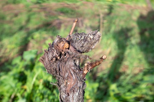 detail of vine looking like a seagull or bird with fantasy