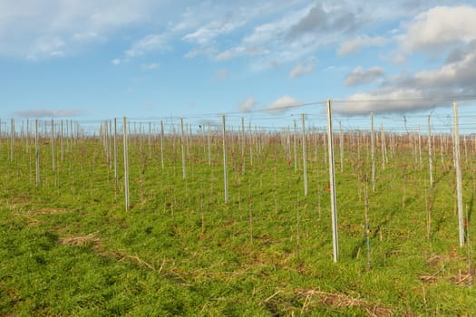 vineyard in winter time with small grapes under blue sky