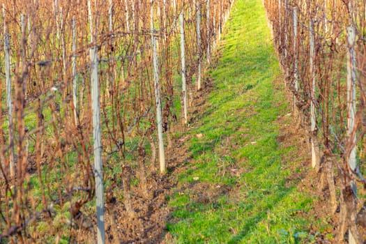 vineyard in winter time with small grapes under blue sky