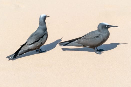 black noddies standing and watching at the beach in Brazil