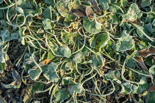 background of frozen leaves as harmonic stillife background symbolizing wintertime