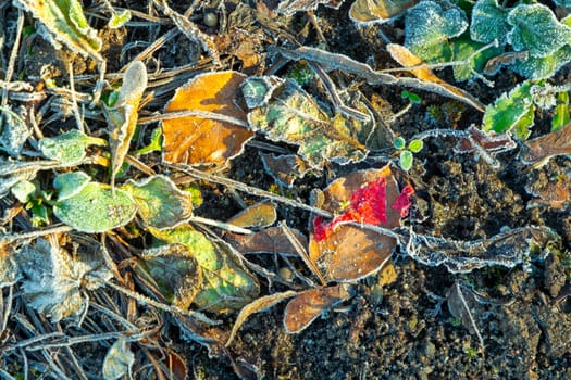 background of frozen leaves as harmonic stillife background symbolizing wintertime