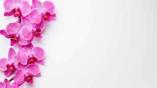 Orchid flowers border with white copy space. AI generated