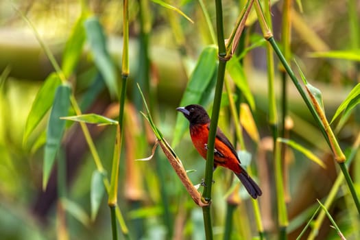 Crimson-backed tanager (Ramphocelus dimidiatus) female, species of bird in the family Thraupidae. Minca, Sierra Nevada de Santa Marta Magdalena department. Wildlife and birdwatching in Colombia.