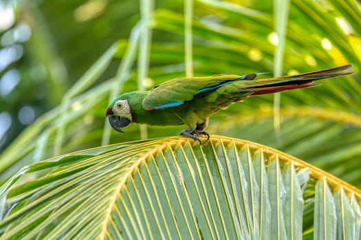 Blue-and-yellow macaw (Ara ararauna), also known as the blue-and-gold macaw, is a large Neotropical parrot. Malagana, Bolivar department. Wildlife and birdwatching in Colombia