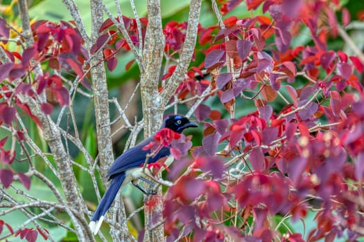 Black-chested jay (Cyanocorax affinis) is a species of bird in the family Corvidae. Minca, Sierra Nevada de Santa Marta, Magdalena department. Wildlife and birdwatching in Colombia