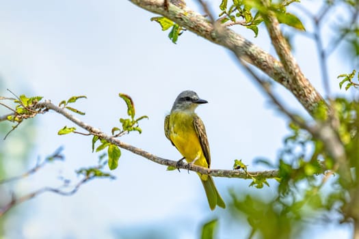 Tropical kingbird (Tyrannus melancholicus) is a large tyrant flycatcher. Cesar department. Wildlife and birdwatching in Colombia.