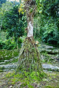 Hidden ancient ruins of Tayrona civilization Ciudad Perdida in the heart of the Colombian jungle Lost city of Teyuna. Santa Marta, Sierra Nevada mountains, Colombia wilderness