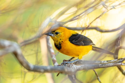 Yellow oriole (Icterus nigrogularis) is a passerine bird in the family Icteridae. Minca, Sierra Nevada de Santa Marta, Magdalena department. Wildlife and birdwatching in Colombia