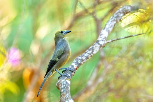 Bird Palm tanager (Thraupis palmarum) is a medium-sized passerine bird. Minca, Sierra Nevada de Santa Marta Magdalena department. Wildlife and birdwatching in Colombia.