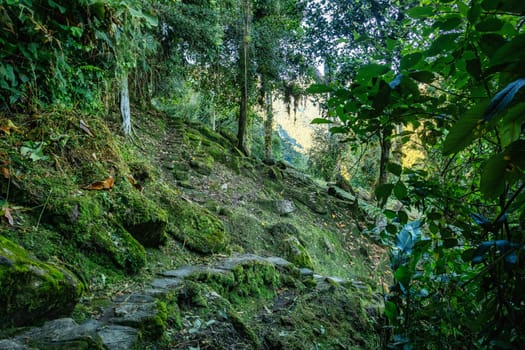 Hidden ancient ruins of Tayrona civilization Ciudad Perdida in the heart of the Colombian jungle Lost city of Teyuna. Santa Marta, Sierra Nevada mountains, Colombia wilderness