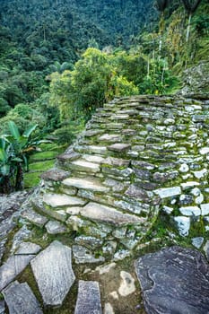 Stone stairs in hidden ancient ruins of Tayrona civilization Ciudad Perdida in the heart of the Colombian jungle Lost city of Teyuna. Santa Marta, Sierra Nevada mountains, Colombia wilderness