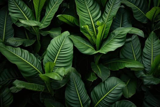 Lush Plantain leaves. Medical nature grass. Generate Ai