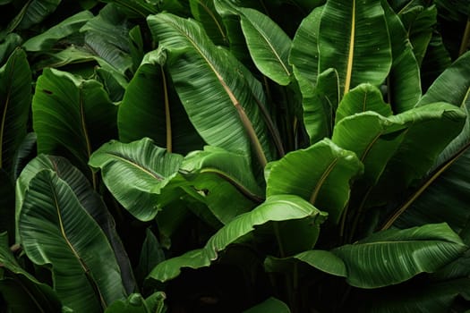 Plantain leaves. Medical nature grass. Generate Ai