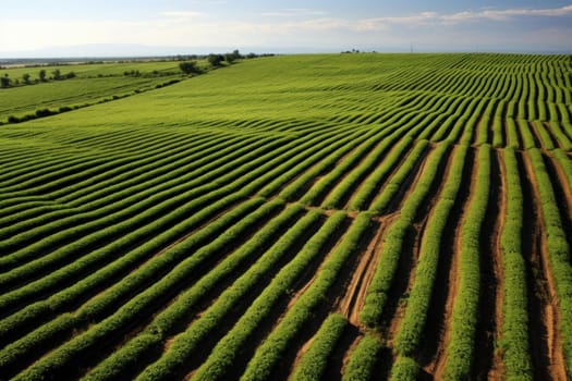 Fertile Field agricultural landscape tractor. Soil food. Generate Ai