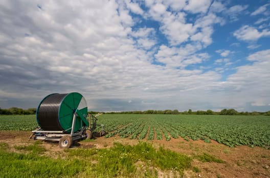 Rolled watering hose on the cabbage field. Irrigation of cabbage fields.