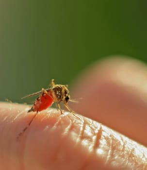 Mosquito sits on human skin and drinks blood. Mosquito drank blood