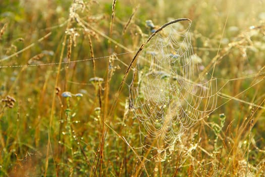 Spider's web closeup with drops of dew at dawn. Wet grass before sun raise. Spider web with droplets of water. House of spider