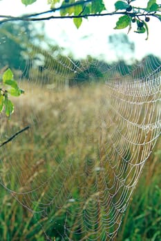 Spider's web closeup with drops of dew at dawn. Wet grass before sun raise. Spider web with droplets of water. House of spider