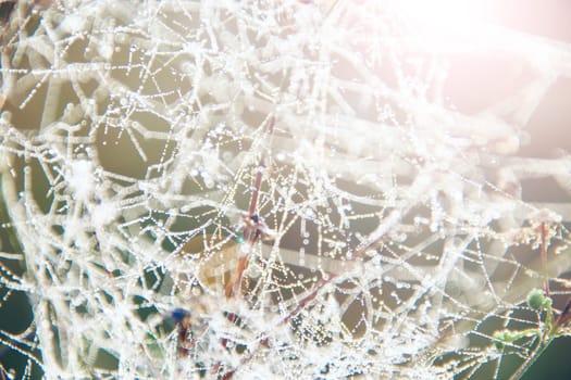 Spider web in sunny rays in forest. Sunlights in morning wood. House of spider. Natural texture before sun raise. Spider web in sunlights. Forest insect. Natural view