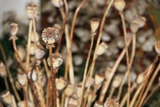 Poppy stems set. Poppy fruit dry shell head. Aesthetic Botanical poster. Dry poppy fruits. selective focus