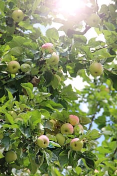 Ripe apples hang on tree in garden. Rich crop of white apples in rural garden. White apples hanging on trees at orchard. tasty and ripe apples hanging on the tree