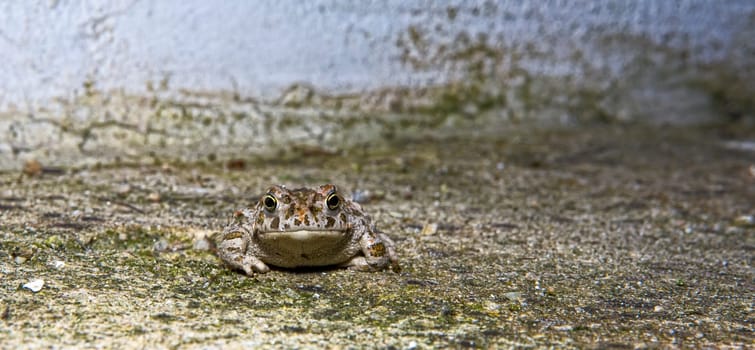 Natterjack toad (Epidalea calamita) perfectly camouflaged in a verdigris concrete area