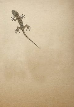 Common wall gecko walking over old paper background. Overhead view