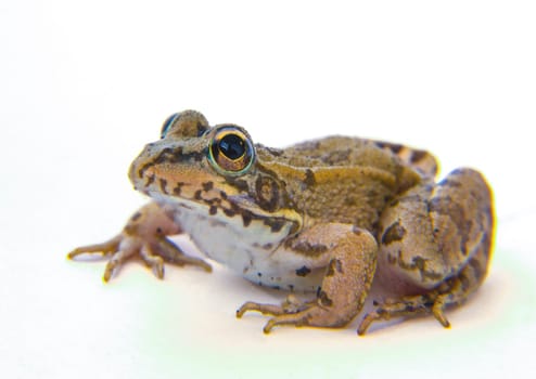 Young perez Frog or Pelophylax perez. Isoltated over white background