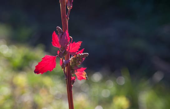 Stem and leaves of chenopodium giganteum. Selective focus