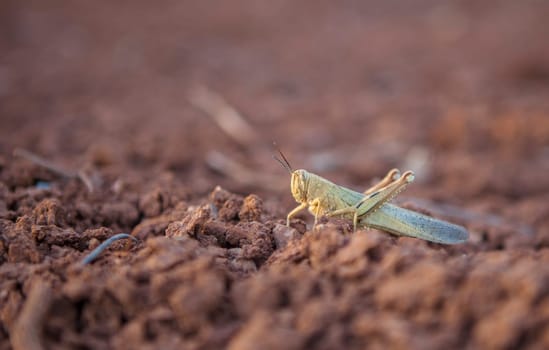 Moroccan locust on red clay soil at harvesting season. Selective focus