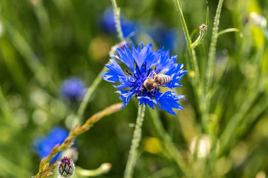 Meadow of beautiful blooming blue cornflower with bee in summer.