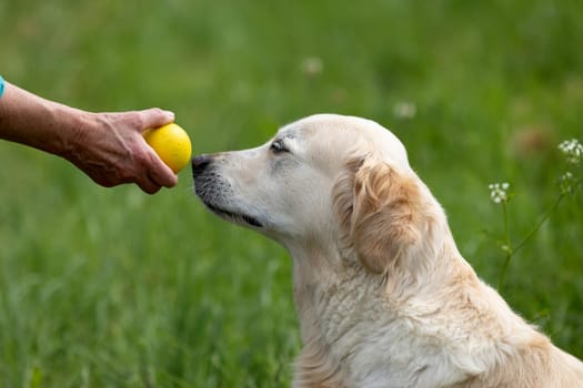 Hand shows yellow ball to beautiful golden retriever on summer day surround green grass