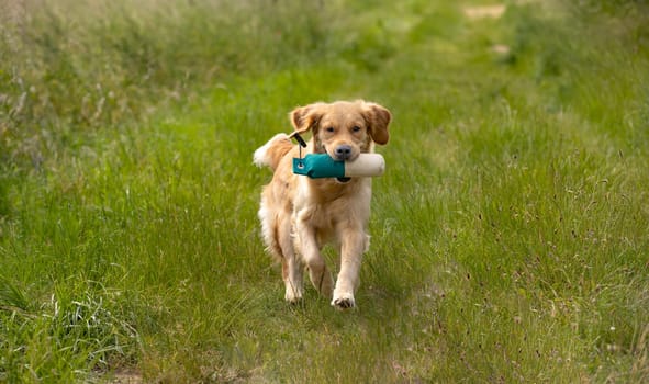 Beautiful golden retriever dog running with a dummy in his mouth