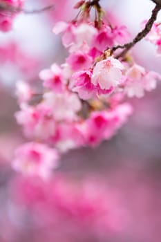 Beautiful sakura blossom over the tree