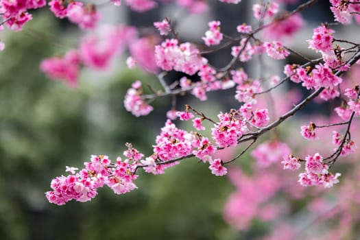 Pink spring cherry blossom over the tree