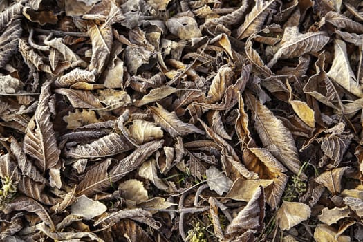 Detail of fallen leaf on a cold winter day in the forest