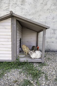 Detail of an abandoned homeless cat, adoption and animal protection