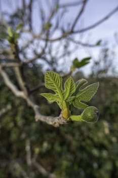 Detail of fresh green fruit in nature, fruit tree