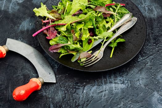Vegetarian green salad made of rocket leaf or arugula. Salad made from mixed green leaves. Copy space.