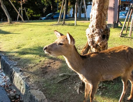 The deer park in the town of Nara, Japan. Deer in the streets.
