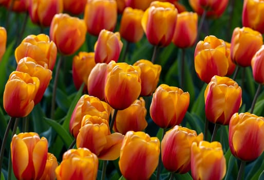 orange tulips blooming in a garden